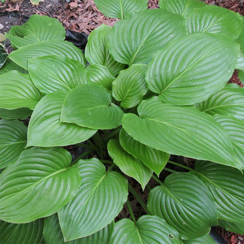 Hosta ventricosa - Garten-Funkie (Foliage)