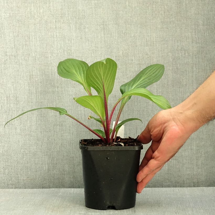 Exemplar von Hosta Red Ninja - Garten-Funkie Topf mit 2L/3L wie im Sommer geliefert