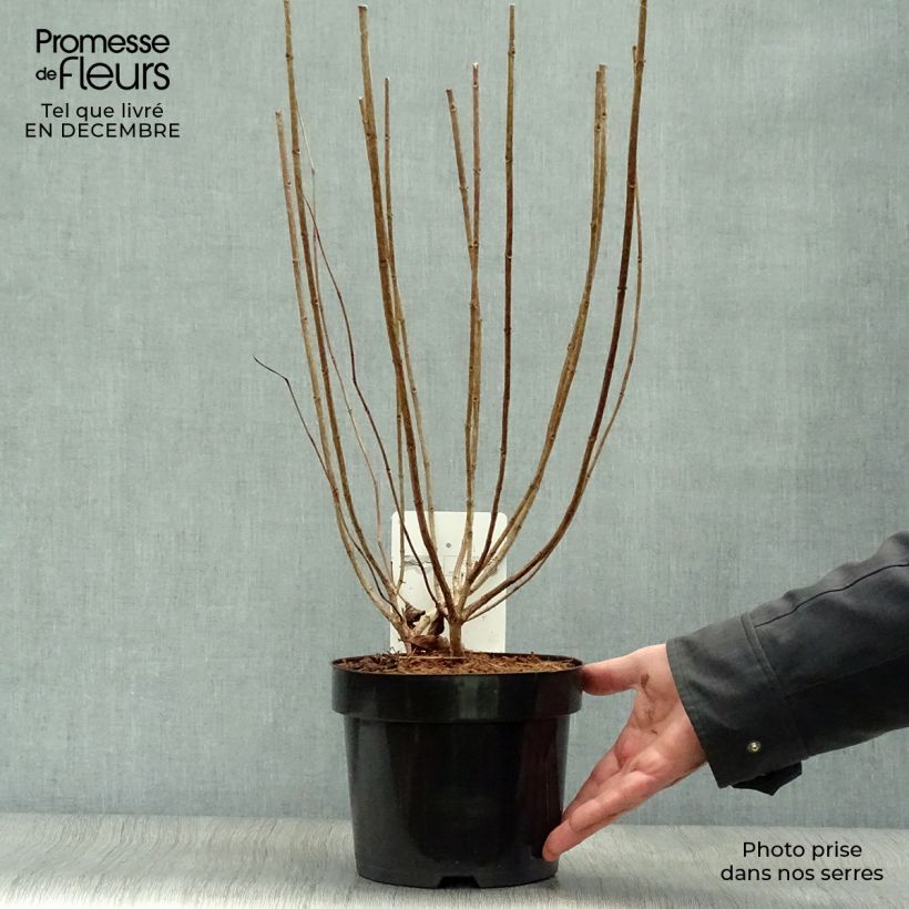 Exemplar von Rispenhortensie Limelight - Hydrangea paniculata Topf mit 3L/4L wie im Winter geliefert