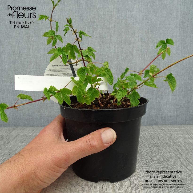 Exemplar von Humulus lupulus Prima Donna - Hopfen Topf mit 1,5L/2L wie im Frühjahr geliefert
