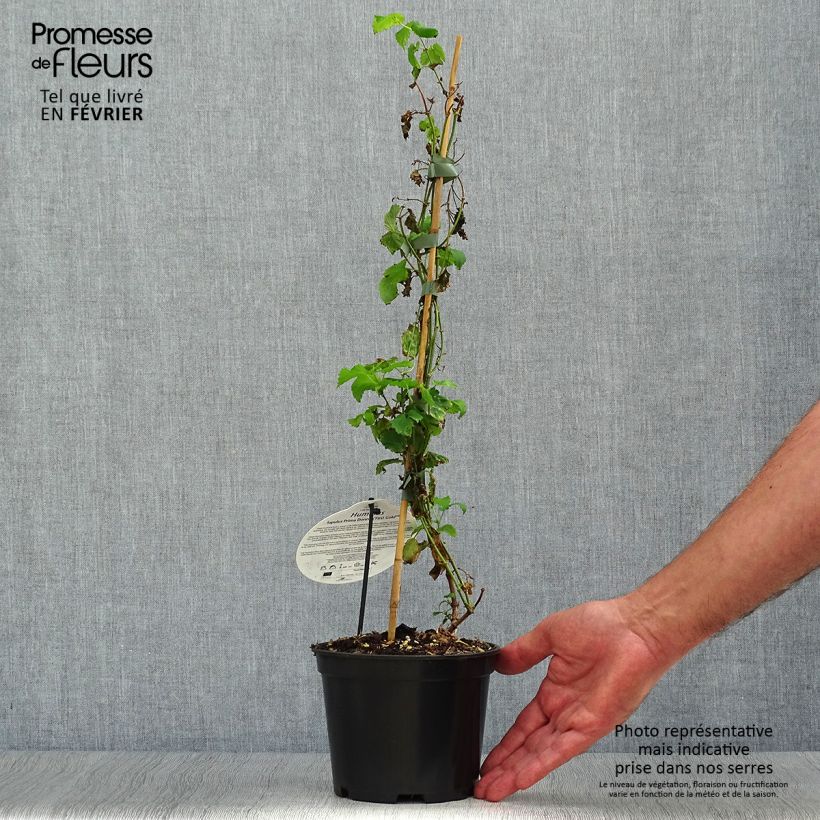 Example of Humulus lupulus Prima Donna - Hopfen Topf mit 1,5L/2L as you get in automne