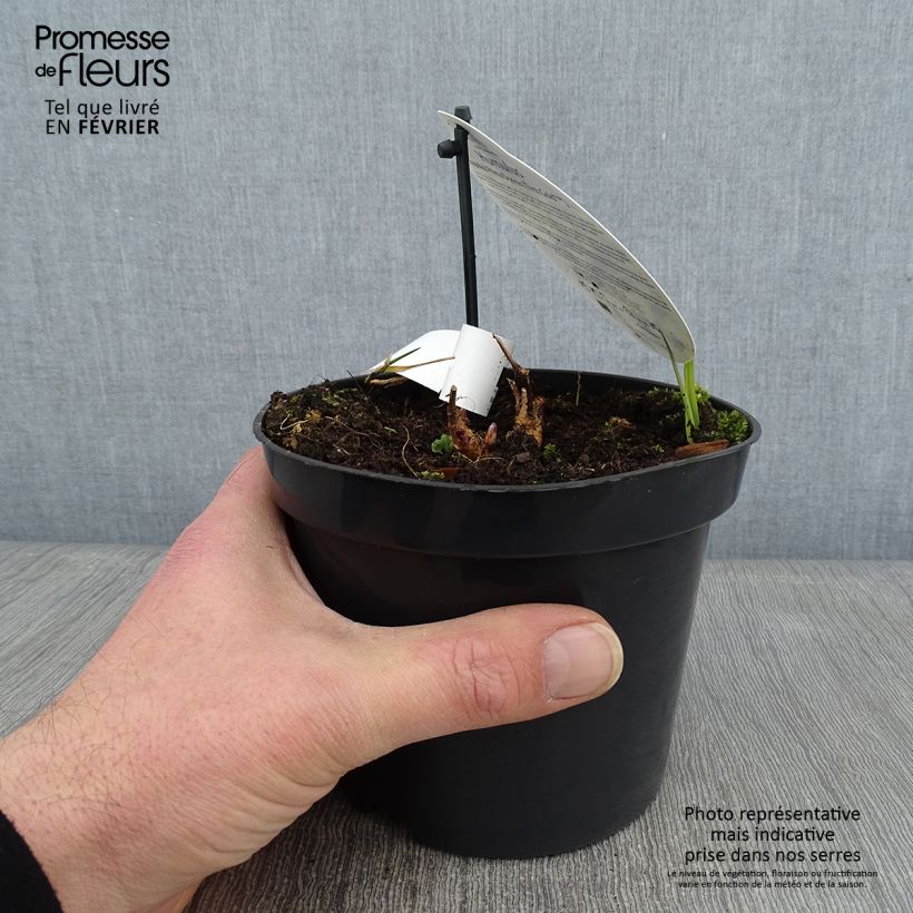 Exemplar von Humulus lupulus Prima Donna - Hopfen Topf mit 1,5L/2L wie im Winter geliefert