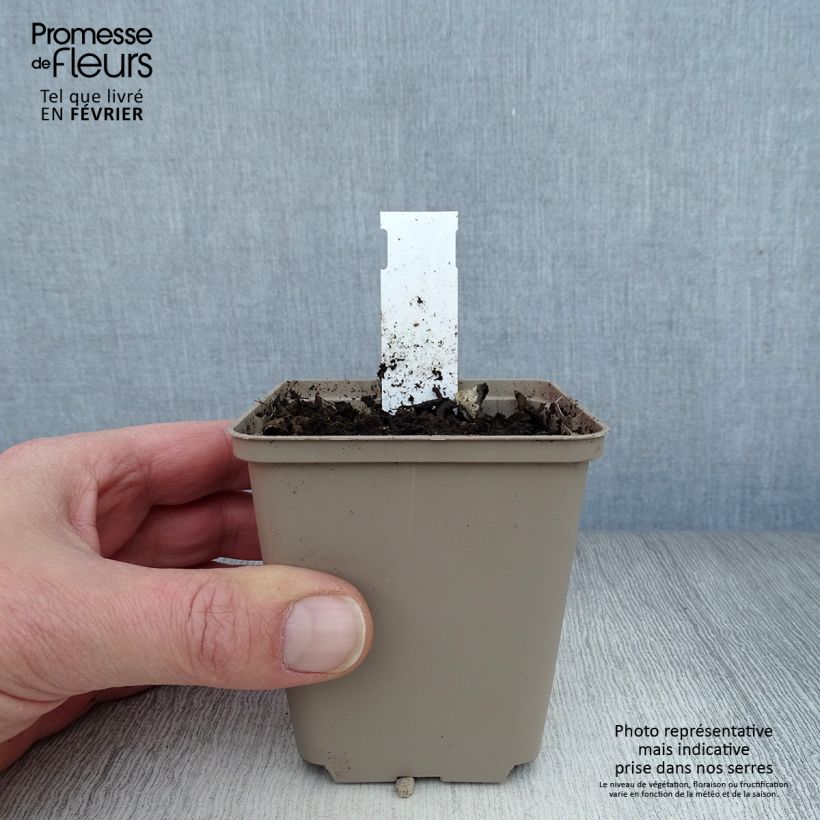 Exemplar von Humulus lupulus - Hopfen Kleine Töpfe von 8/9 cm wie im Winter geliefert