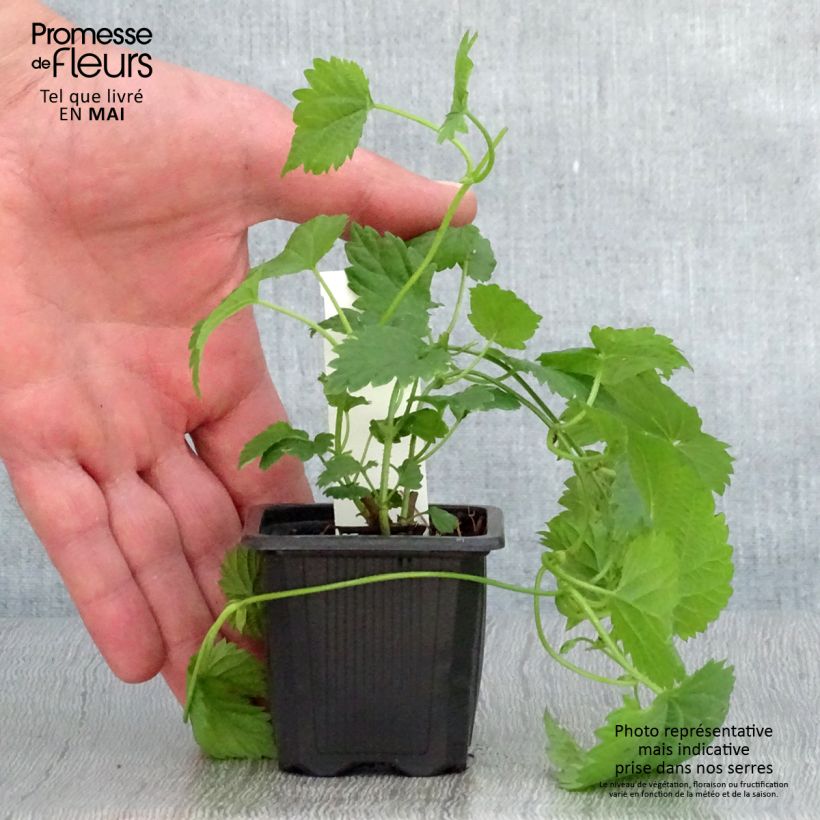 Example of Humulus lupulus Jupiter - Hopfen Kleine Töpfe von 7/8 cm as you get in printemps