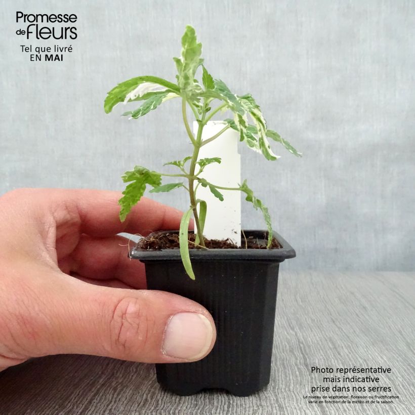 Example of Humulus japonicus Variegatus - Japanischer Hopfen Kleine Töpfe von 8/9 cm as you get in printemps