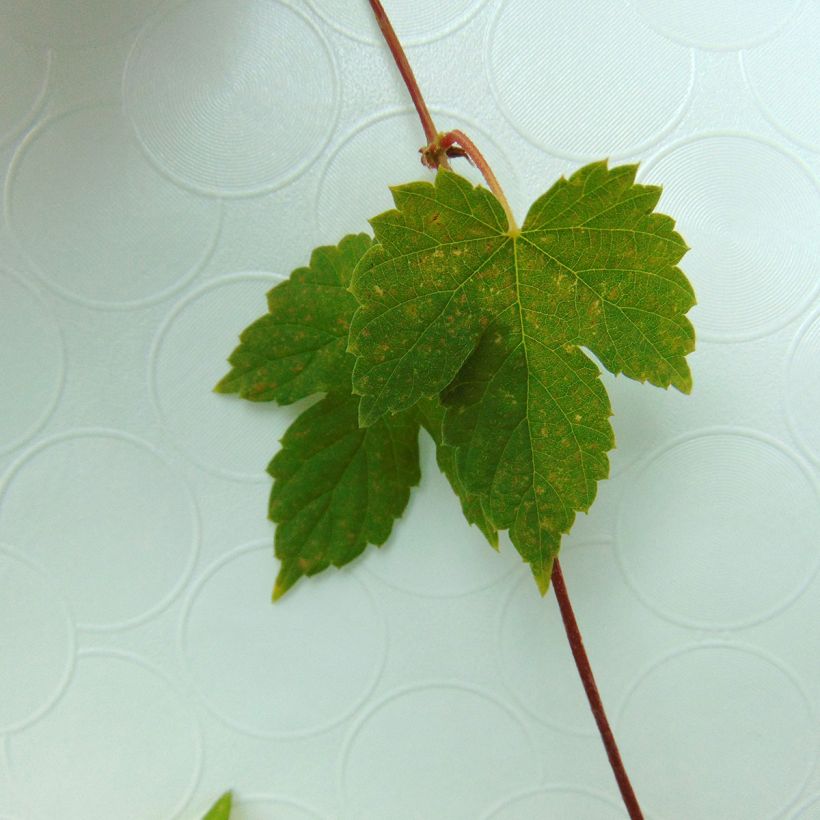 Hopfen Magnum - Humulus lupulus (Foliage)