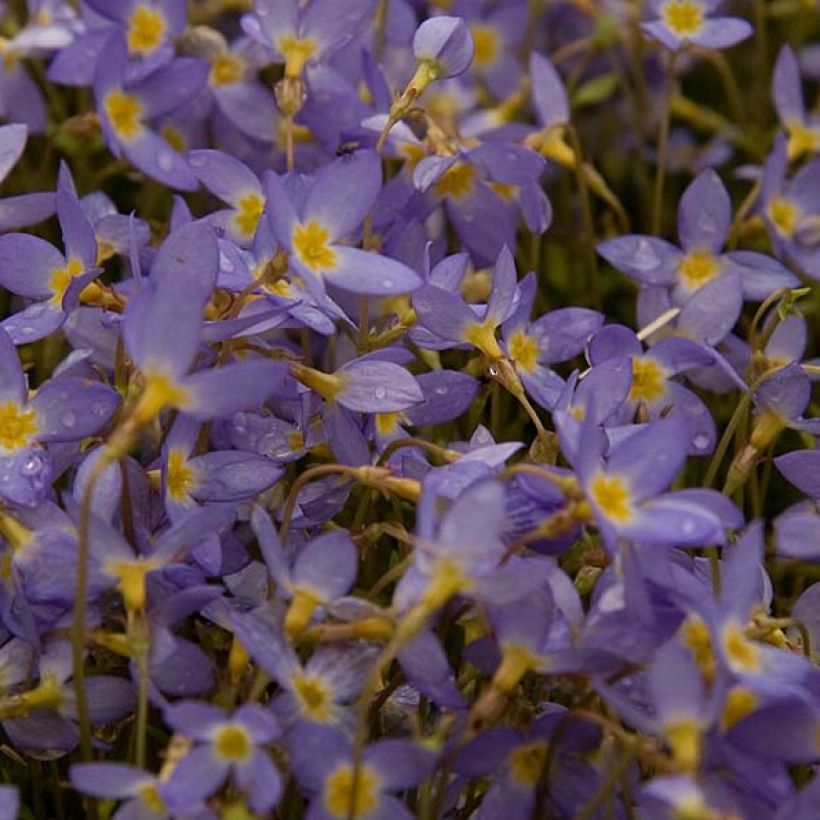 Houstonia caerulea Millard's Variety - Porzellansternchen (Flowering)