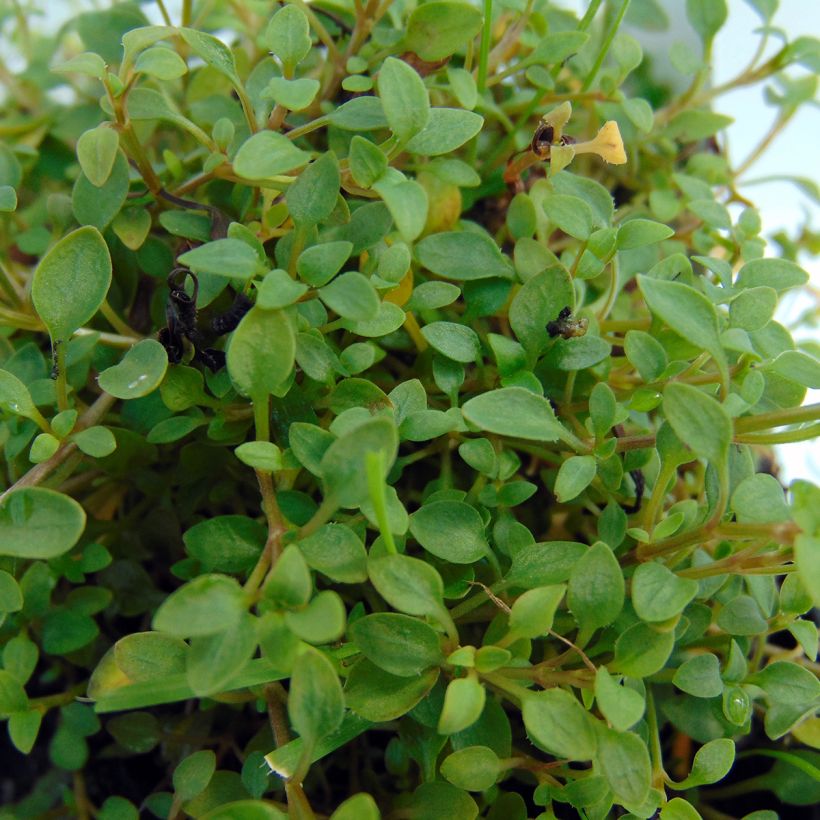 Houstonia caerulea Millard's Variety - Porzellansternchen (Foliage)