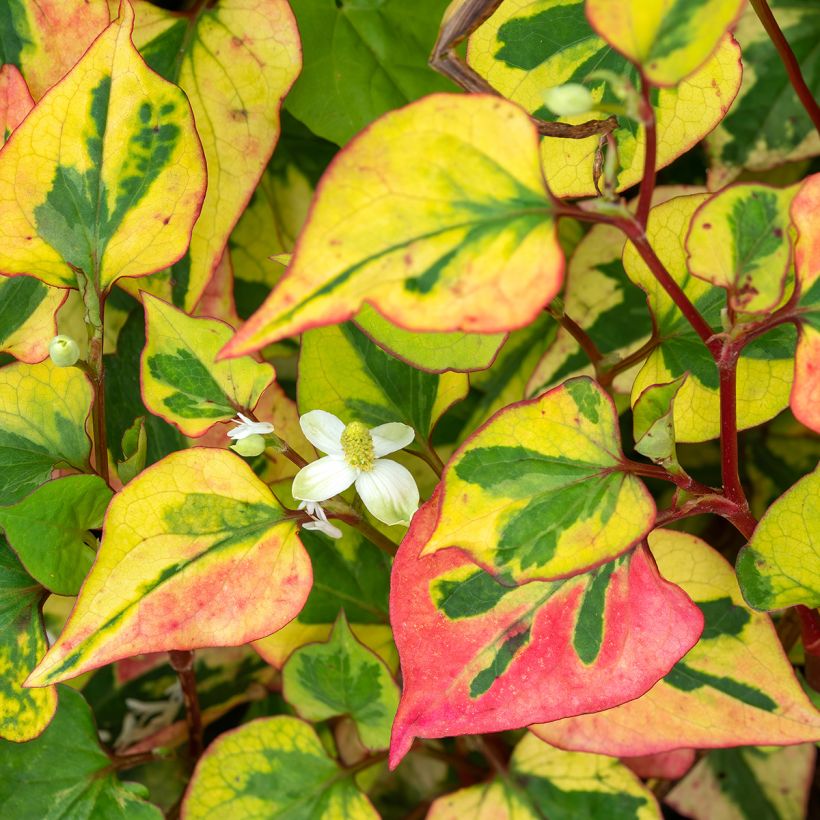 Houttuynia cordata Chameleon - Eidechsenschwanz (Flowering)