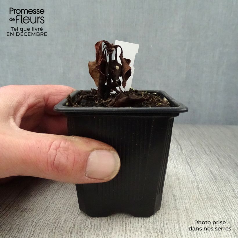 Exemplar von Houttuynie - Houttuynia cordata Kleine Töpfe von 8/9 cm wie im Winter geliefert