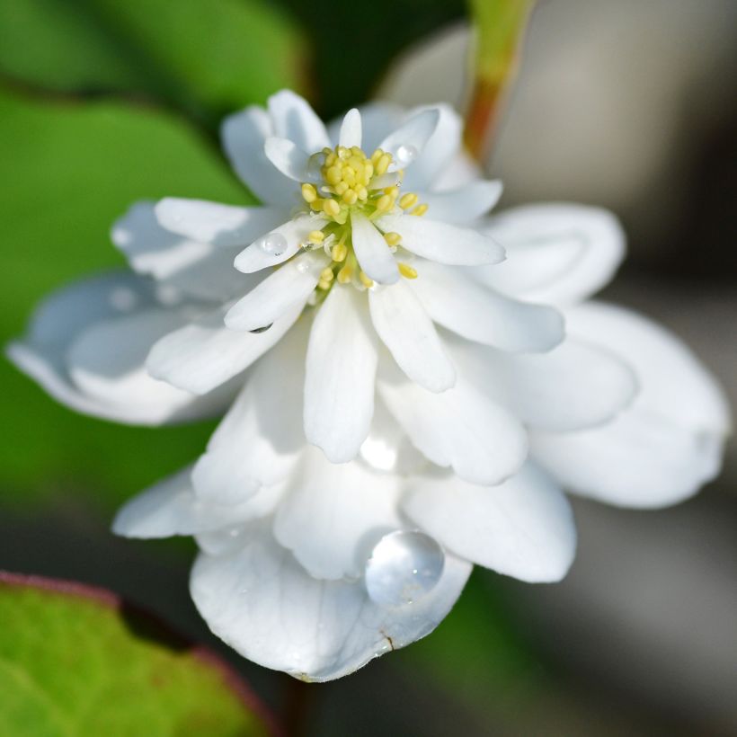 Houttuynia cordata Flore Pleno - Eidechsenschwanz (Flowering)