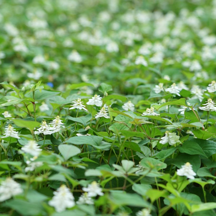 Houttuynia cordata Flore Pleno - Eidechsenschwanz (Plant habit)