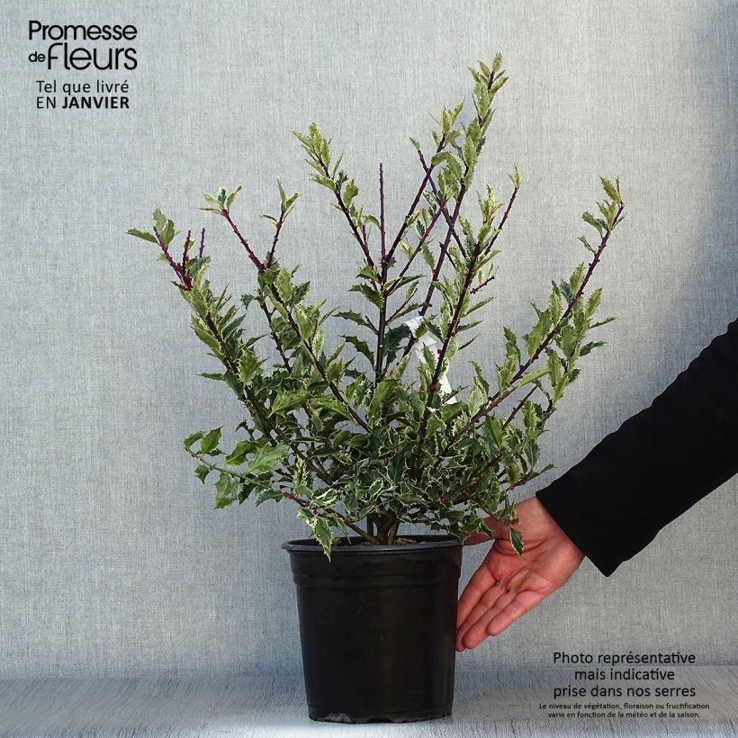 Exemplar von Europäische Stechpalme Ingramii - Ilex aquifolium Topf mit 2L/3L wie im Winter geliefert