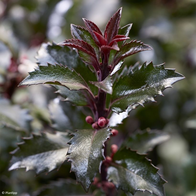 Stechpalme Gentle - Ilex meserveae (Foliage)