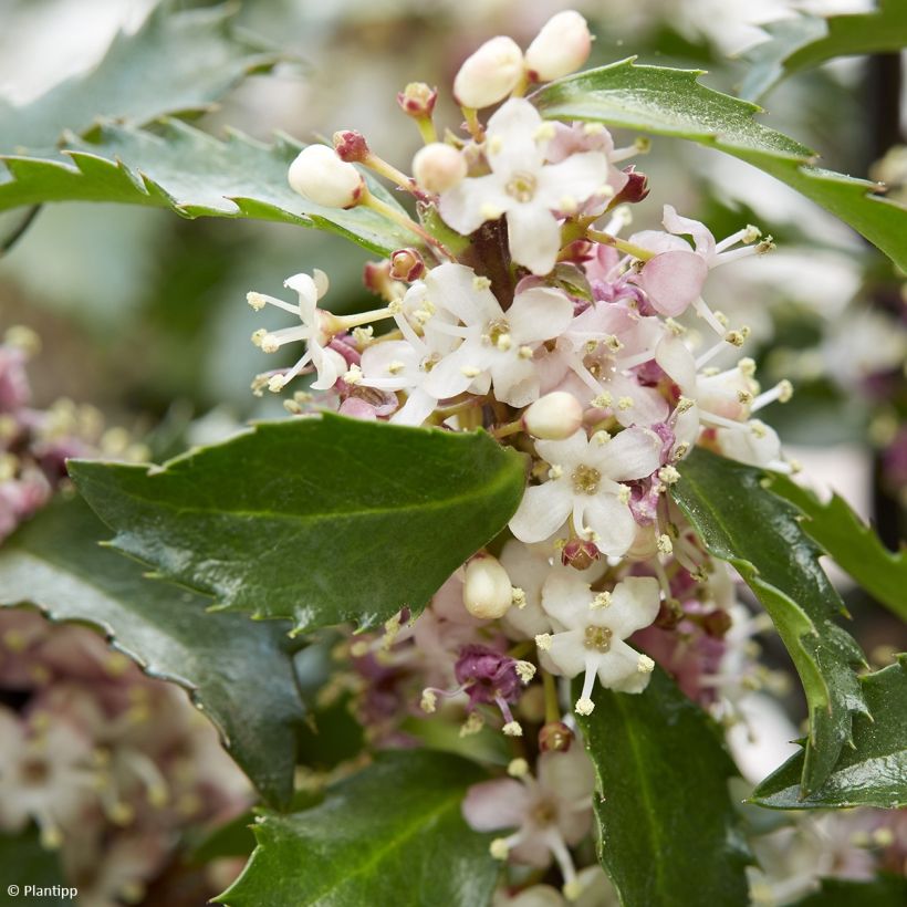 Stechpalme Gentle - Ilex meserveae (Flowering)