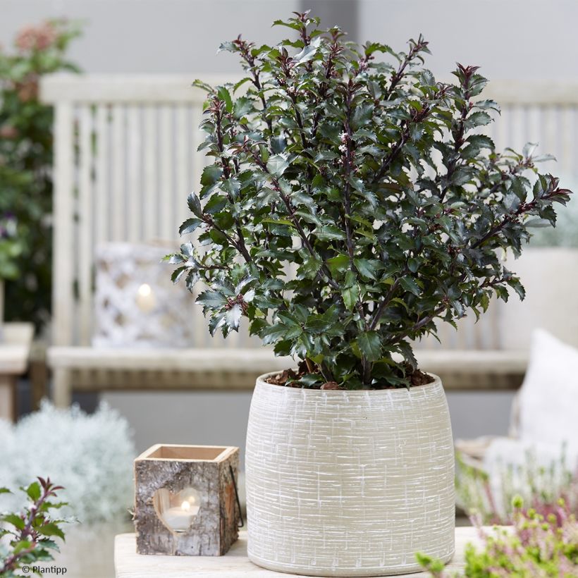 Stechpalme Gentle - Ilex meserveae (Plant habit)