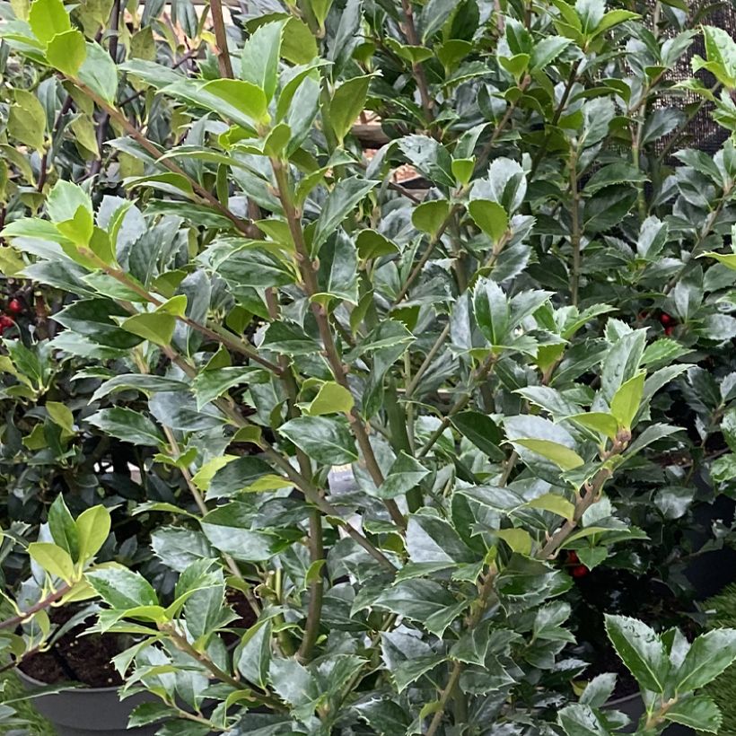 Stechpalme Heckenpracht - Ilex meserveae (Foliage)