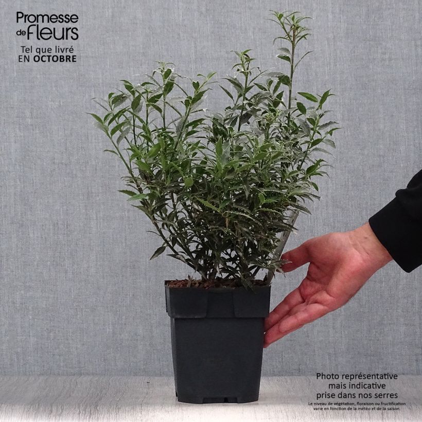 Example of Myrtenblättrige Stechpalme Myrtifolia - Ilex aquifolium Topf mit 2L/3L as you get in automne