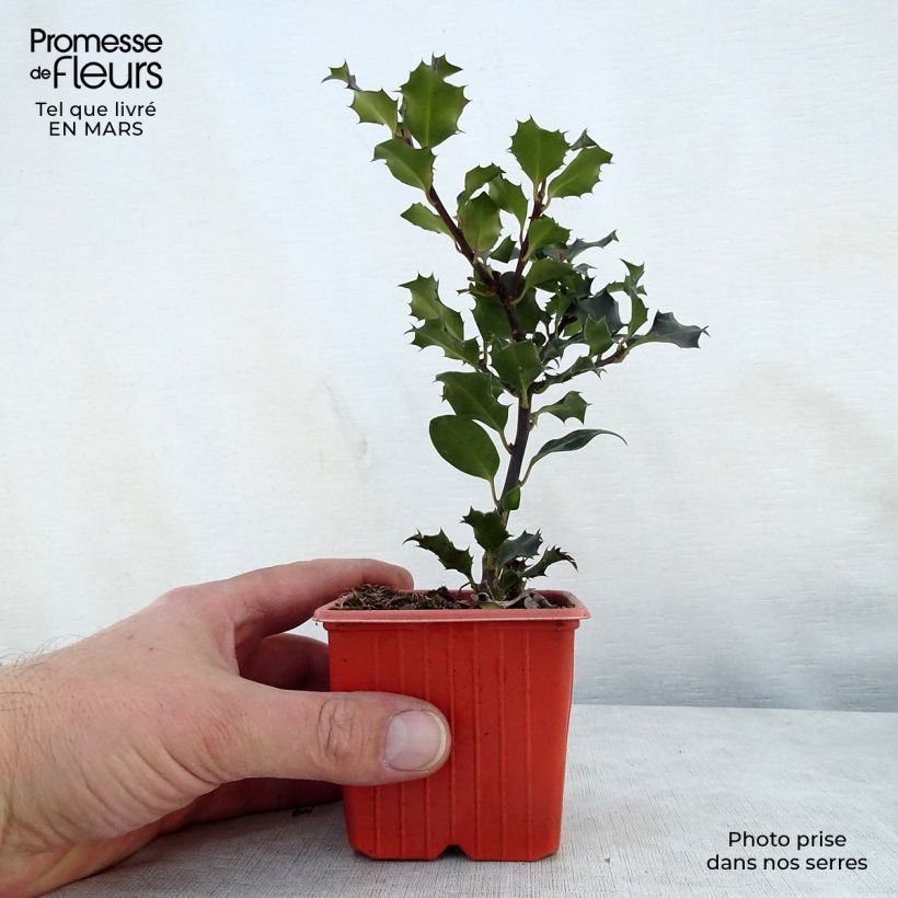 Exemplar von Stechpalme Blue Angel - Ilex meserveae Kleine Töpfe von 8/9 cm wie im Frühjahr geliefert