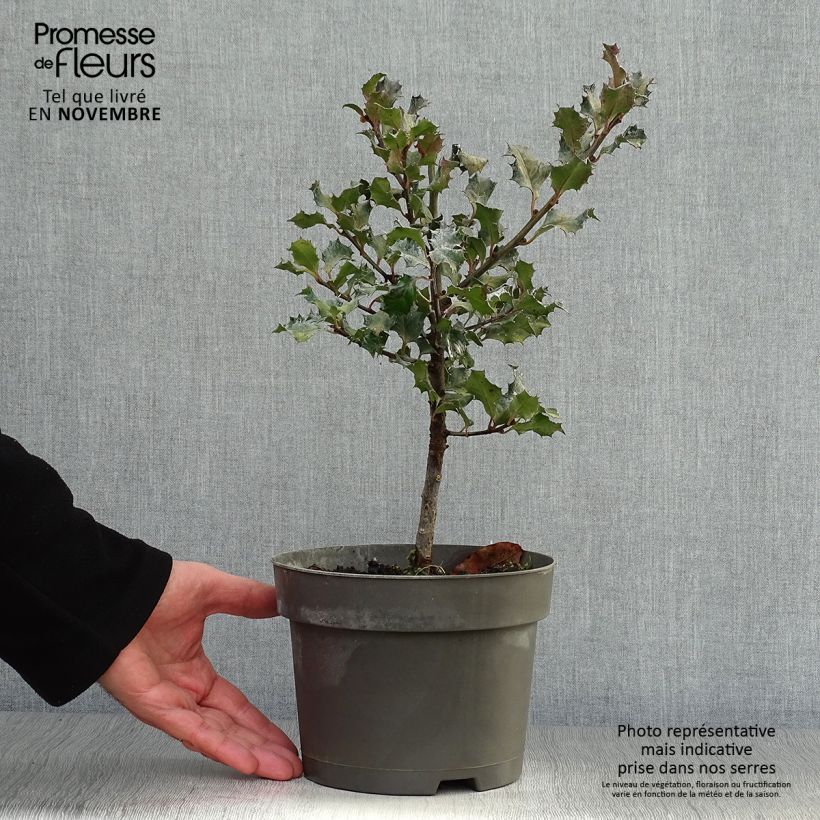 Example of Stechpalme Blue Angel - Ilex meserveae Topf mit 2L/3L as you get in automne