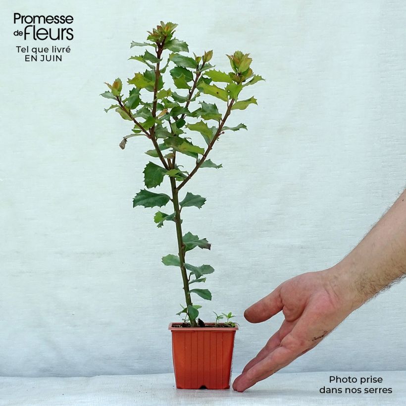 Exemplar von Stechpalme Blue Prince - Ilex meserveae Kleine Töpfe von 8/9 cm wie im Sommer geliefert