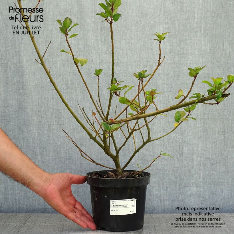 Exemplar von Stechpalme Blue Prince - Ilex meserveae Topf mit 2L/3L wie im Sommer geliefert