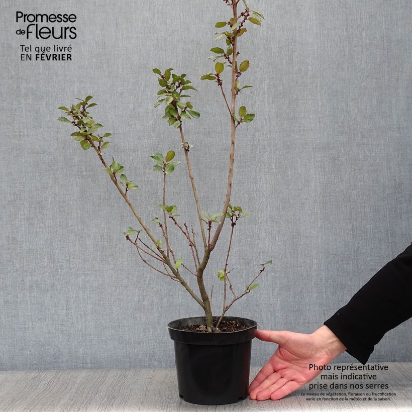 Exemplar von Stechpalme Blue Prince - Ilex meserveae Topf mit 2L/3L wie im Winter geliefert