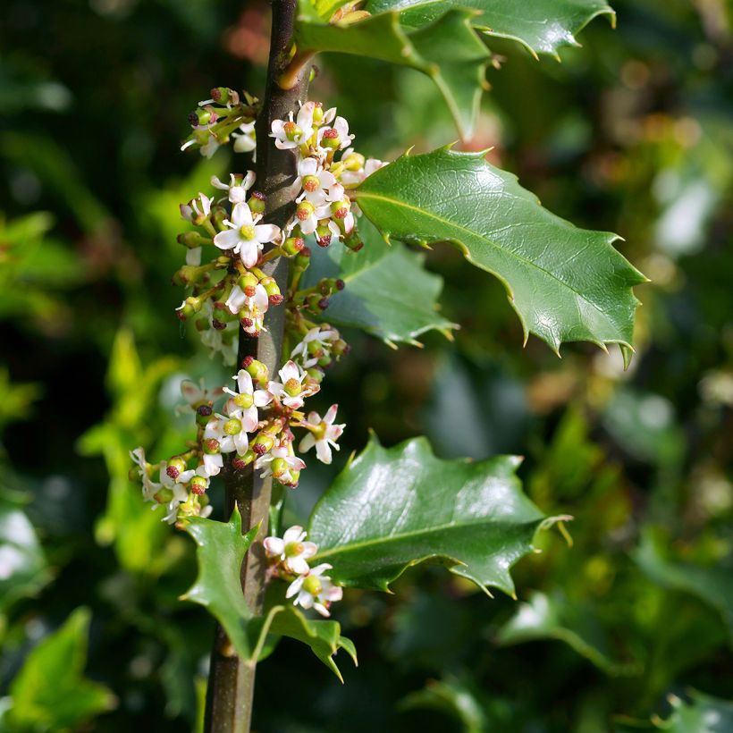 Stechpalme Blue princess - Ilex meserveae (Blüte)