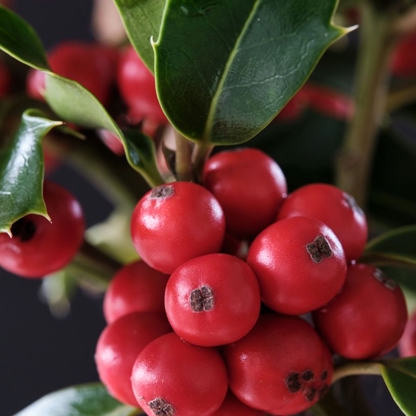 Stechpalme Magical Amoro Rosso - Ilex meserveae (Harvest)