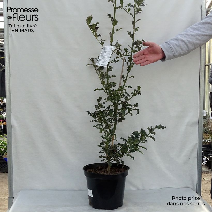 Exemplar von Europäische Stechpalme - Ilex aquifolium Topf mit 7,5L/10L wie im Frühjahr geliefert