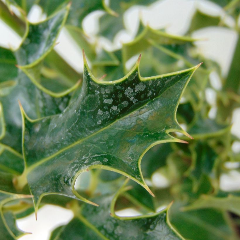 Stechpalme Alaska - Ilex aquifolium (Foliage)