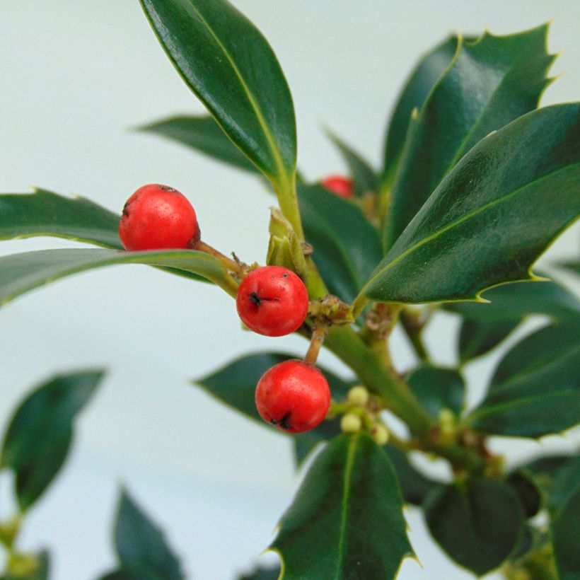 Stechpalme Alaska - Ilex aquifolium (Harvest)
