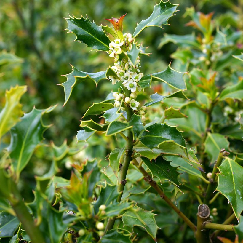 Stechpalme Alaska - Ilex aquifolium (Blüte)
