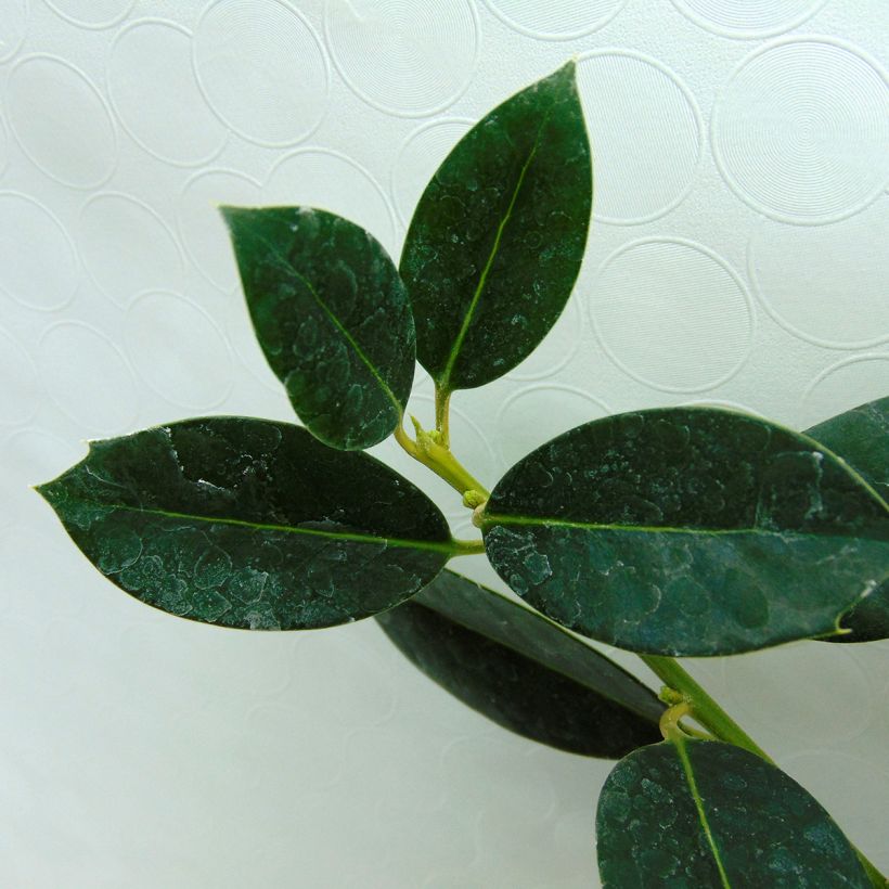Fruchtende Stechpalme JC Van Tol - Ilex aquifolium (Foliage)