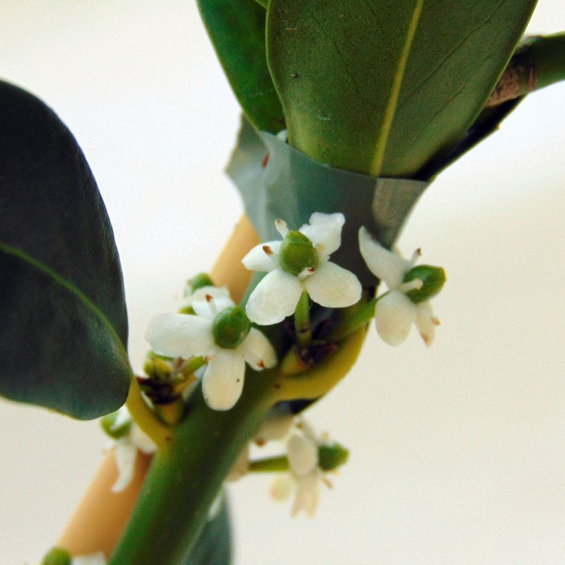 Fruchtende Stechpalme JC Van Tol - Ilex aquifolium (Flowering)