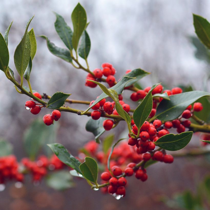 Fruchtende Stechpalme JC Van Tol - Ilex aquifolium (Ernte)