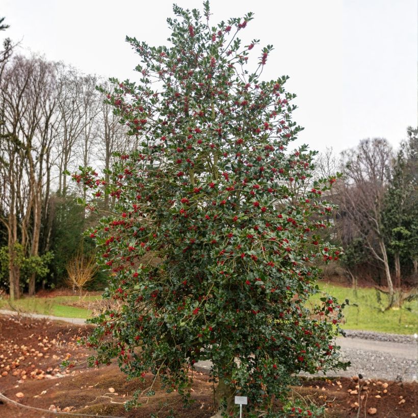 Europäische Stechpalme - Ilex aquifolium (Hafen)