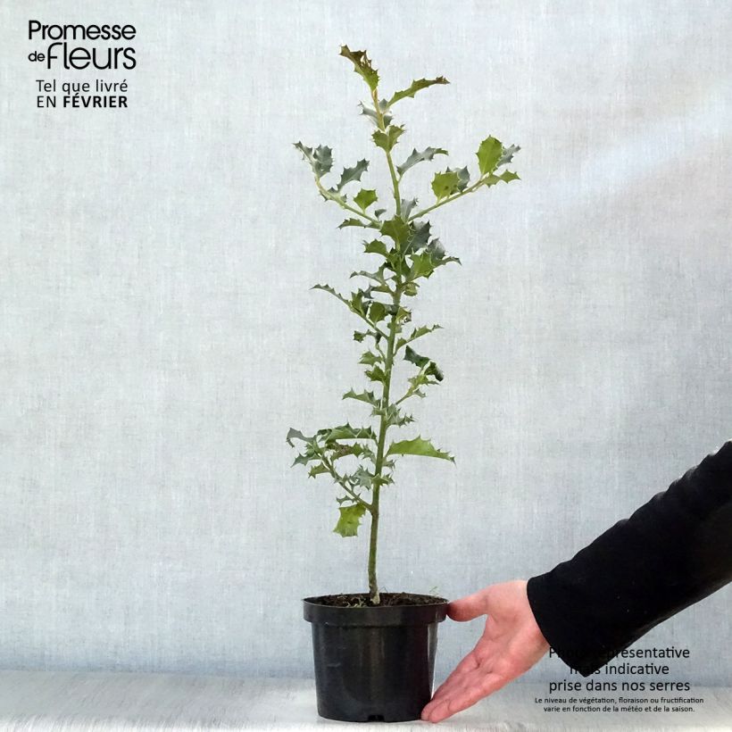 Exemplar von Europäische Stechpalme - Ilex aquifolium Kleine Töpfe von 8/9 cm wie im Winter geliefert