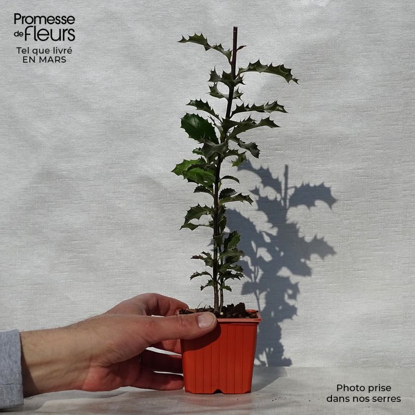 Exemplar von Europäische Stechpalme - Ilex aquifolium Kleine Töpfe von 8/9 cm wie im Frühjahr geliefert