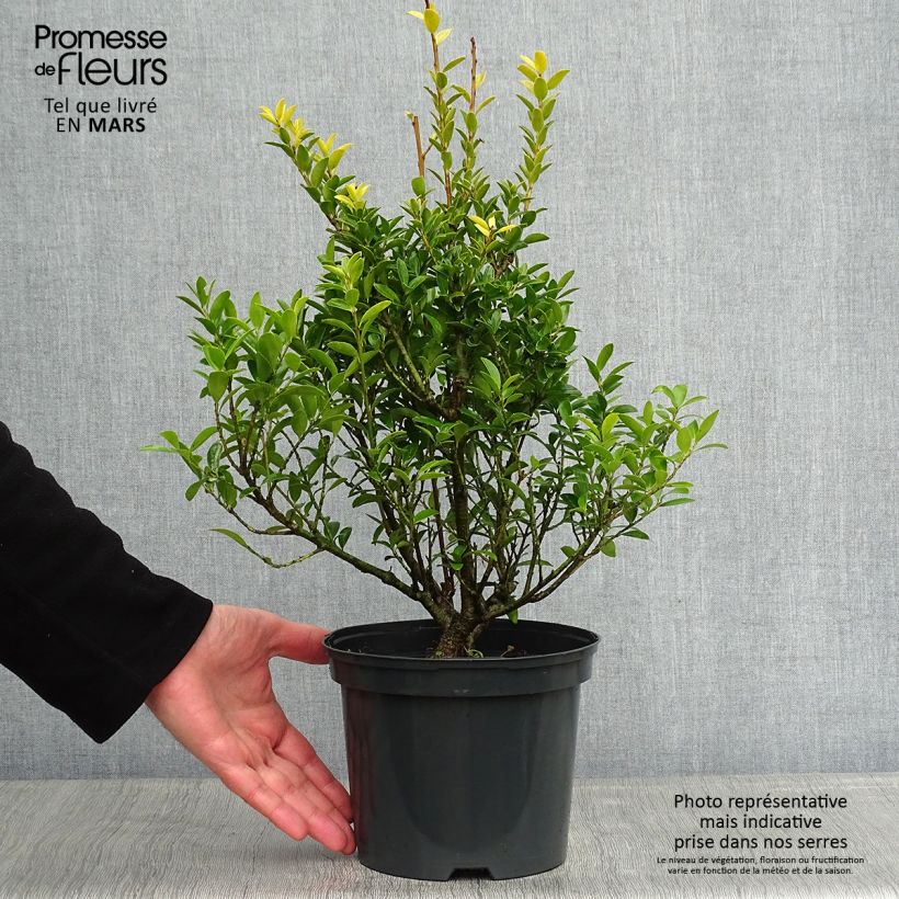 Example of Japanische Stechpalme Blondie - Ilex crenata Topf mit 2L/3L as you get in hiver