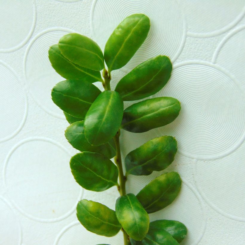 Japanische Stechpalme Convexa (In eine Kugel schneiden) - Ilex crenata (Foliage)