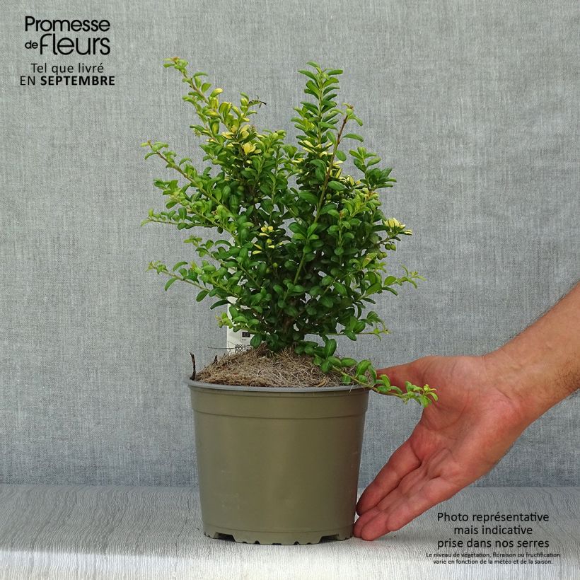 Example of Japanische Stechpalme Convexed Gold - Ilex crenata Topf mit 2L/3L as you get in automne