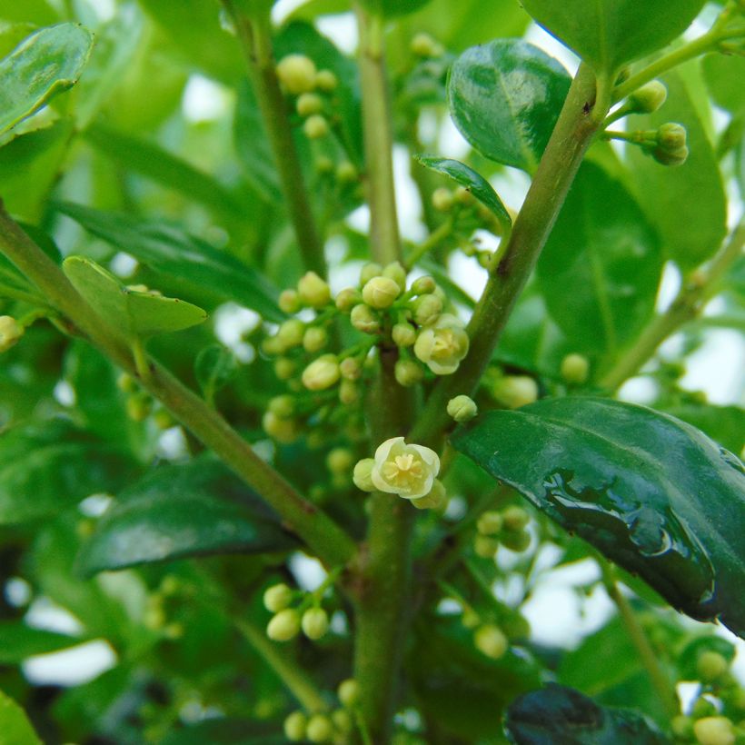 Japanische Stechpalme Dark Green - Ilex crenata (Flowering)