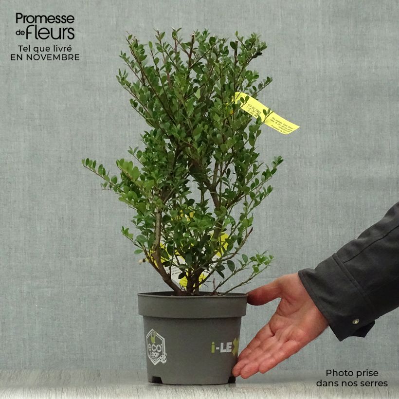 Example of Japanische Stechpalme Dark Green - Ilex crenata Topf mit 2L/3L as you get in automne