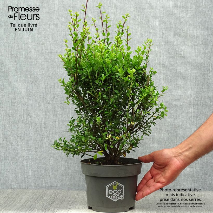 Exemplar von Japanische Stechpalme Dark Green - Ilex crenata Topf mit 2L/3L, Strauch wie im Sommer geliefert