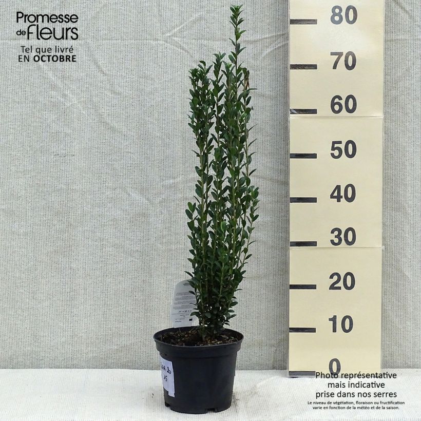 Example of Japanische Stechpalme Fastigiata - Ilex crenata Topf mit 3L/4L as you get in automne
