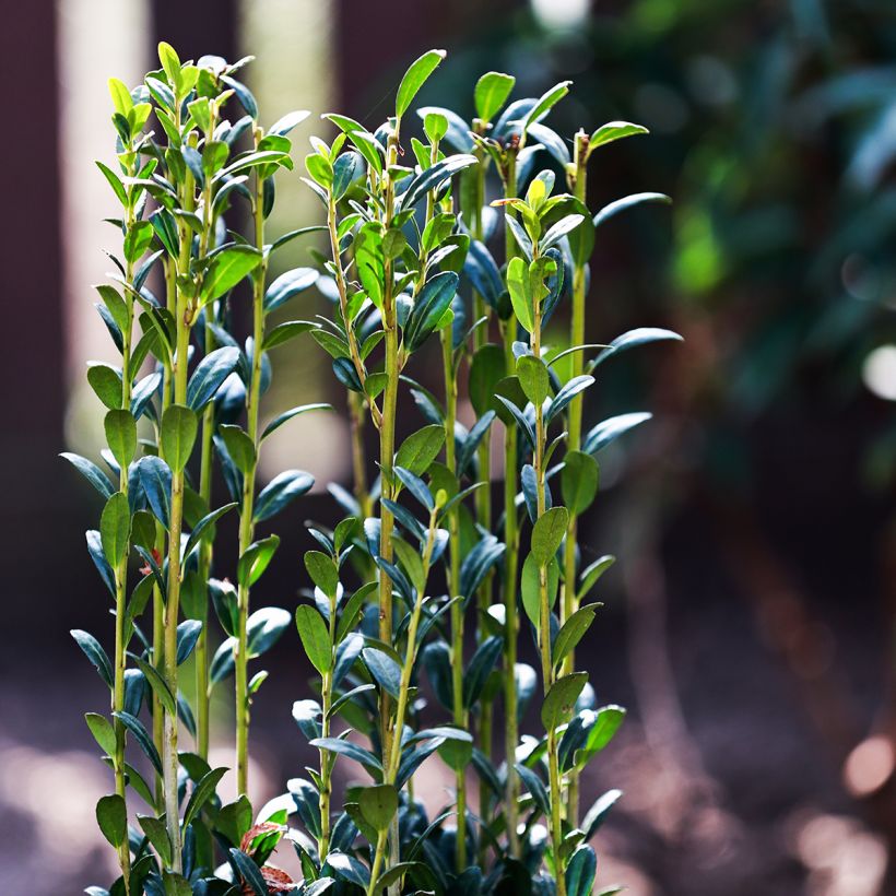 Japanische Stechpalme Fastigiata - Ilex crenata (Laub)