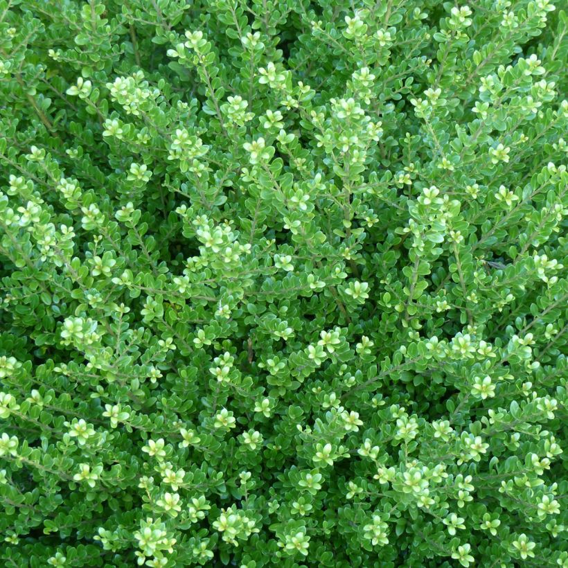 Japanische Stechpalme Glorie Dwarf - Ilex crenata (Foliage)