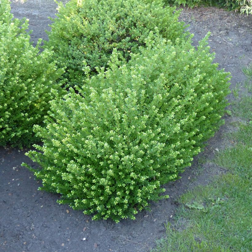 Japanische Stechpalme Glorie Dwarf - Ilex crenata (Plant habit)