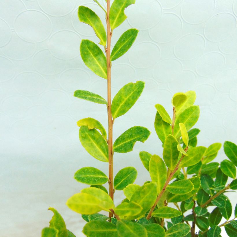 Japanische Stechpalme Glory Gem - Ilex crenata (Foliage)